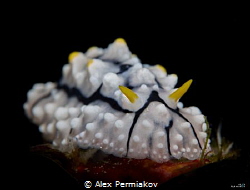 Nudibranch portrait. Snooted light. by Alex Permiakov 